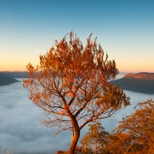 Burning bush - Ben Pearse Photography