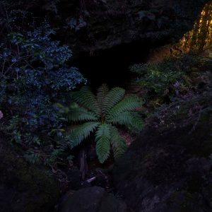 Fern Monsters - Ben Pearse Photography