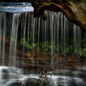 Natures Gardens - Ben Pearse Photography