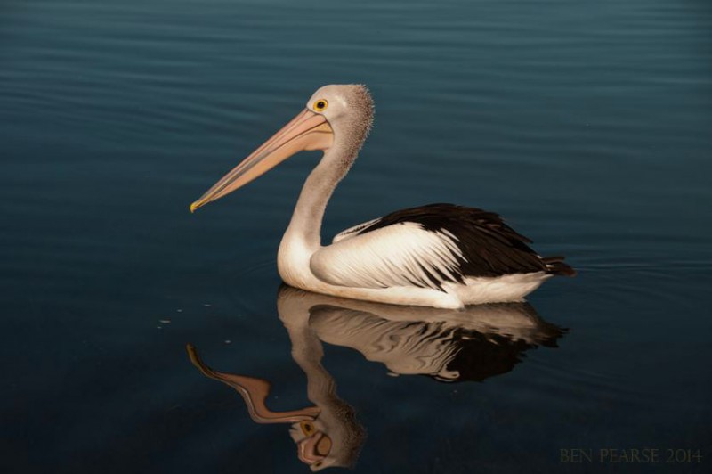 Pelican - Ben Pearse Photography