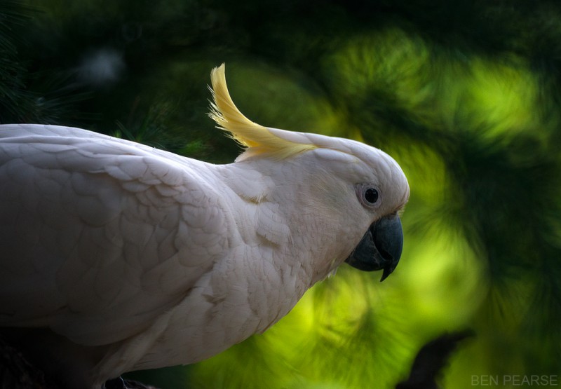 Sulfur Crested Cockatoo - Ben Pearse Photography